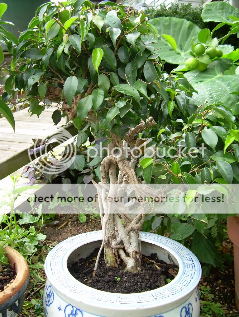 LAN VÀ BONSAI Caybonsai_05-1