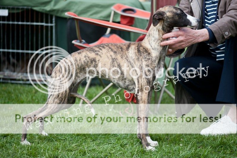 Fermoy CC dog show in Clonmel (LOTS of pics!) DSC_1994_wm_zpsa08f144c
