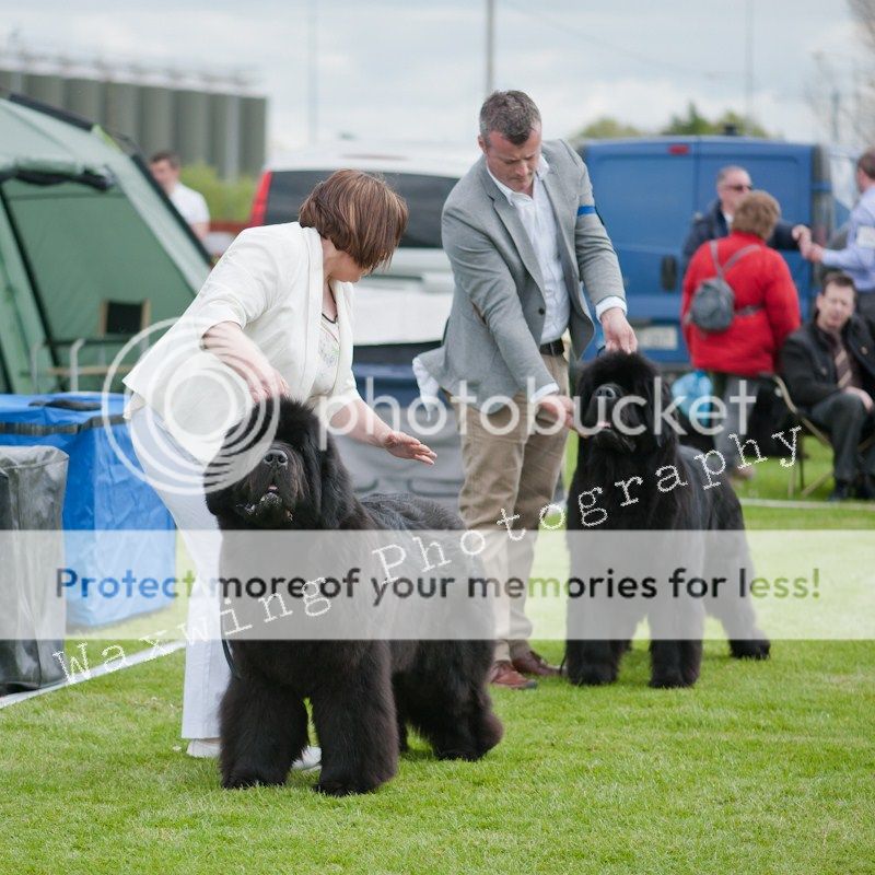 Fermoy CC dog show in Clonmel (LOTS of pics!) DSC_2000_wm_zps4003745c