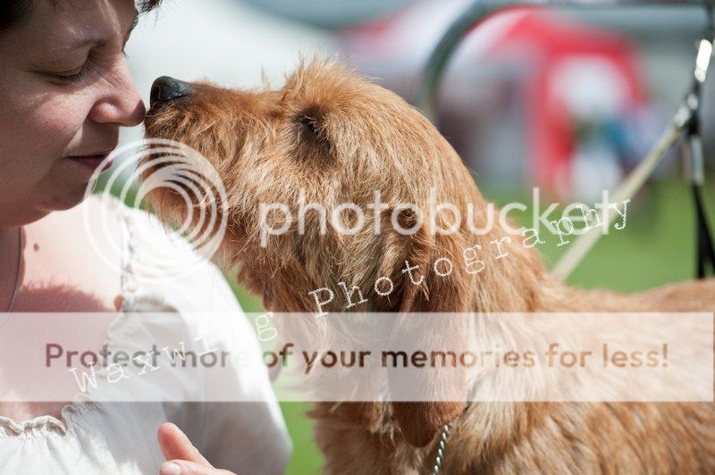 Fermoy CC dog show in Clonmel (LOTS of pics!) DSC_2013_wm_zps12fe187c