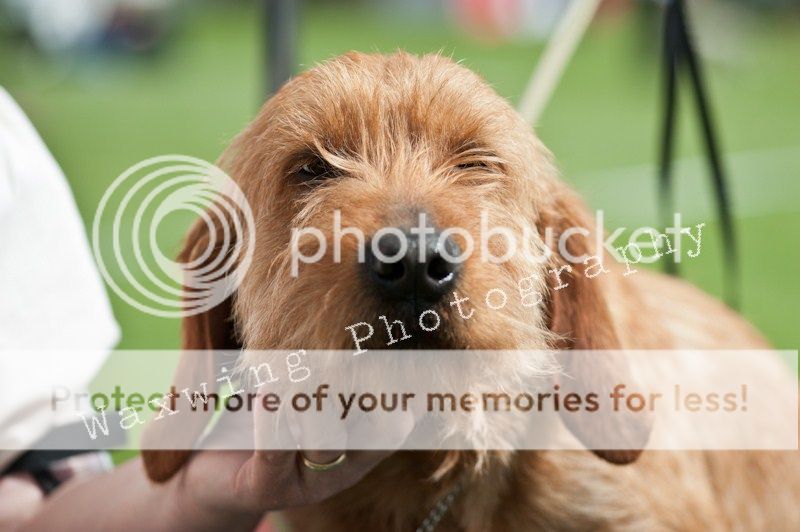 Fermoy CC dog show in Clonmel (LOTS of pics!) DSC_2016_wm_zps81bbe46f