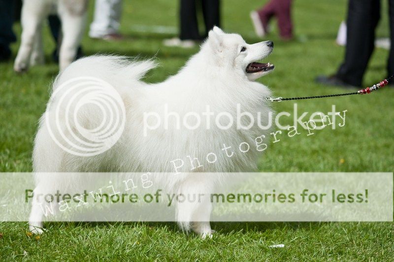 Fermoy CC dog show in Clonmel (LOTS of pics!) DSC_2026_wm_zpsbd77e8b1
