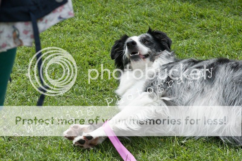 Fermoy CC dog show in Clonmel (LOTS of pics!) DSC_2038_wm_zpsdc1af6df