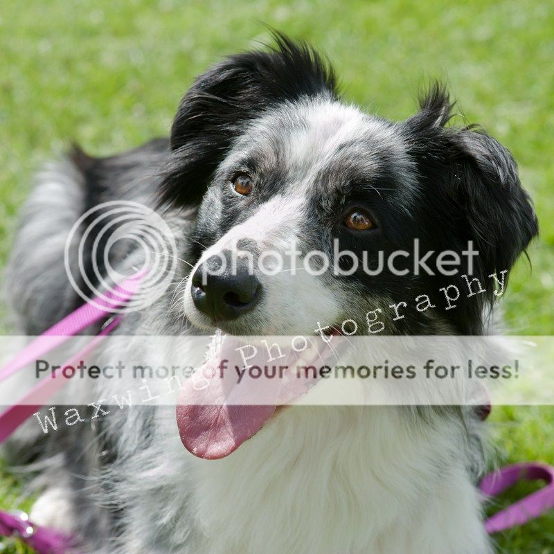 Fermoy CC dog show in Clonmel (LOTS of pics!) DSC_2041_wm_zpse17ddee5