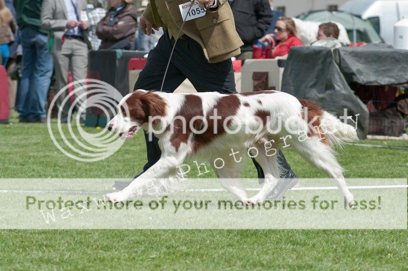 Fermoy CC dog show in Clonmel (LOTS of pics!) DSC_2051_wm_zps10b45c2e