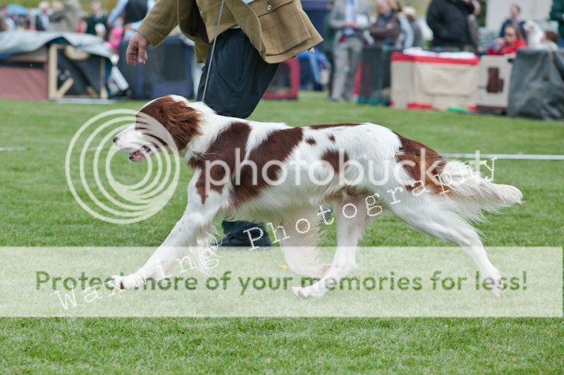 Fermoy CC dog show in Clonmel (LOTS of pics!) DSC_2058_wm_zps7421d7f1