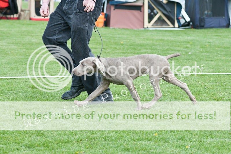 Fermoy CC dog show in Clonmel (LOTS of pics!) DSC_2060_wm_zps474d4b79
