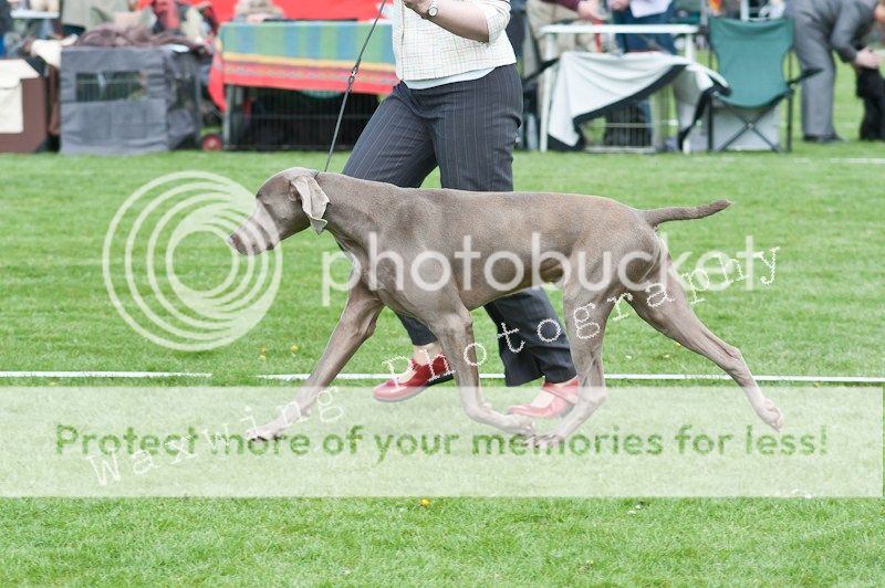 Fermoy CC dog show in Clonmel (LOTS of pics!) DSC_2073_wm_zps65aa1bef