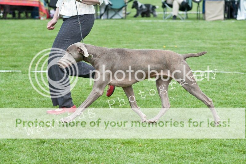 Fermoy CC dog show in Clonmel (LOTS of pics!) DSC_2076_wm_zps19b2d318