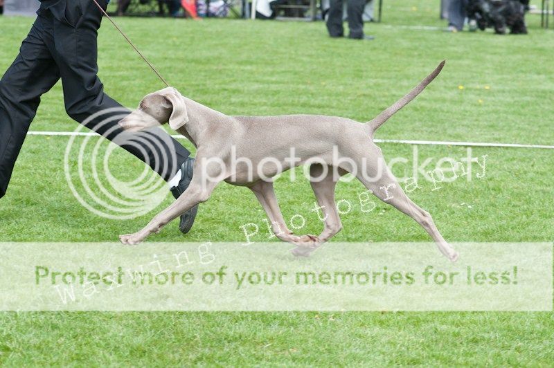 Fermoy CC dog show in Clonmel (LOTS of pics!) DSC_2081_wm_zps527fcbda