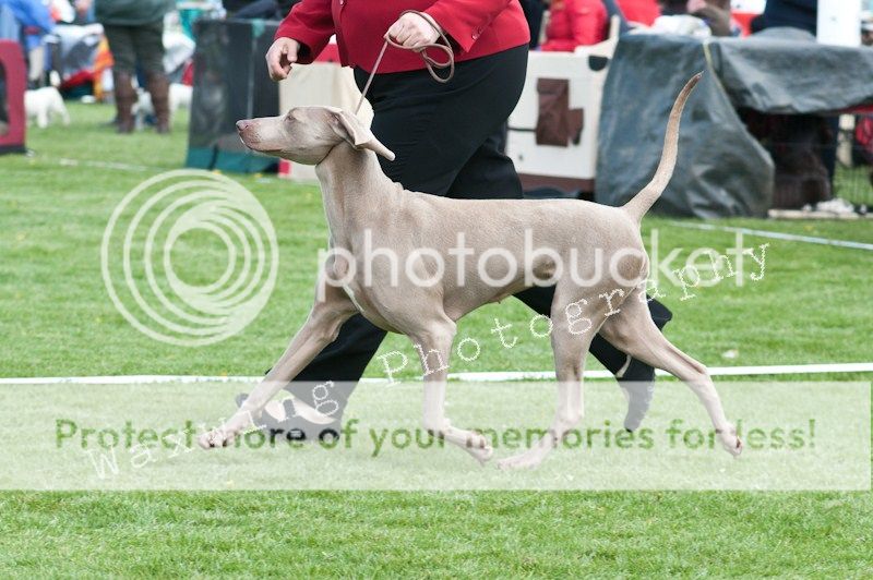 Fermoy CC dog show in Clonmel (LOTS of pics!) DSC_2082_wm_zps7a22d34a