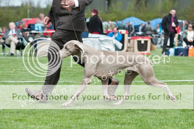 Fermoy CC dog show in Clonmel (LOTS of pics!) DSC_2091_wm_zps772f5120
