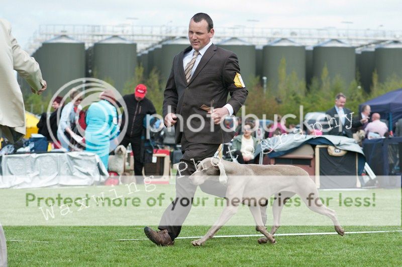 Fermoy CC dog show in Clonmel (LOTS of pics!) DSC_2096_wm_zpsbd7a19b4