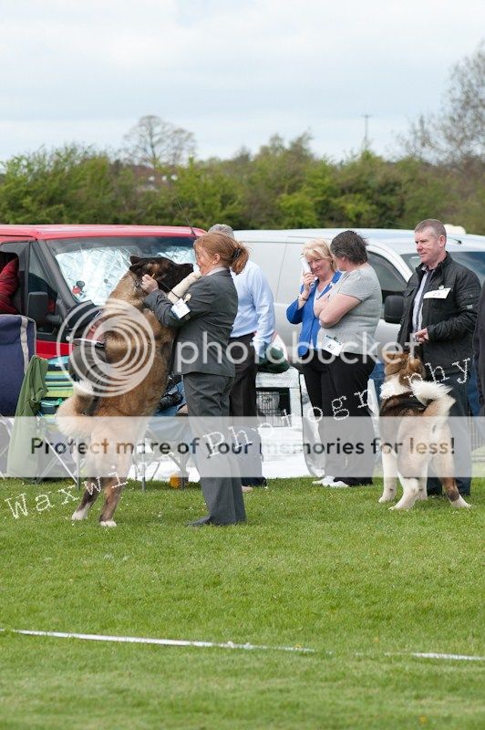 Fermoy CC dog show in Clonmel (LOTS of pics!) DSC_2099_wm_zpsffa243de