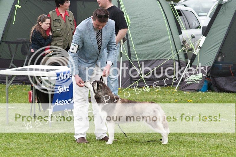Fermoy CC dog show in Clonmel (LOTS of pics!) DSC_2102_wm_zps4299c073