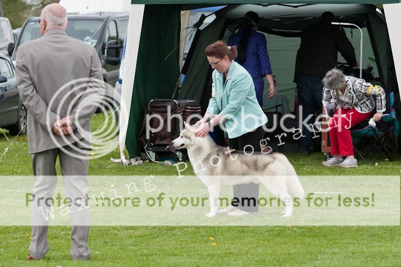 Fermoy CC dog show in Clonmel (LOTS of pics!) DSC_2115_wm_zps78e9dd1a