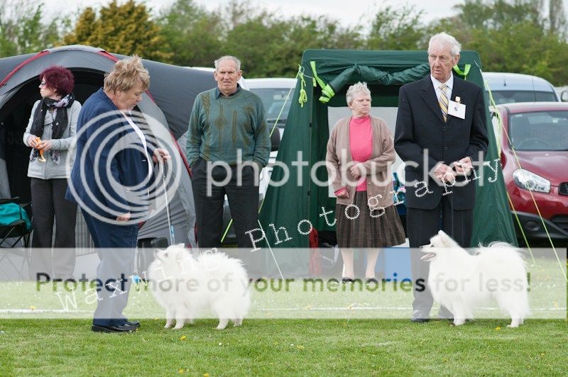 Fermoy CC dog show in Clonmel (LOTS of pics!) DSC_2120_wm_zps86a6dd35
