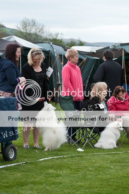 Fermoy CC dog show in Clonmel (LOTS of pics!) DSC_2139_wm_zps2cde65fd