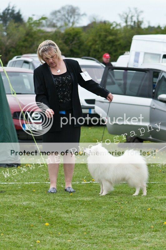 Fermoy CC dog show in Clonmel (LOTS of pics!) DSC_2143_wm_zpsb431f975