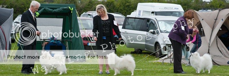 Fermoy CC dog show in Clonmel (LOTS of pics!) DSC_2146_wm_zps9454fed8
