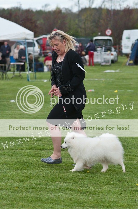 Fermoy CC dog show in Clonmel (LOTS of pics!) DSC_2161_wm_zps2ee0afee