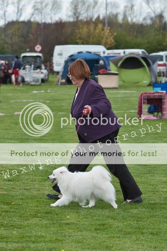 Fermoy CC dog show in Clonmel (LOTS of pics!) DSC_2170_wm_zpsf5789164