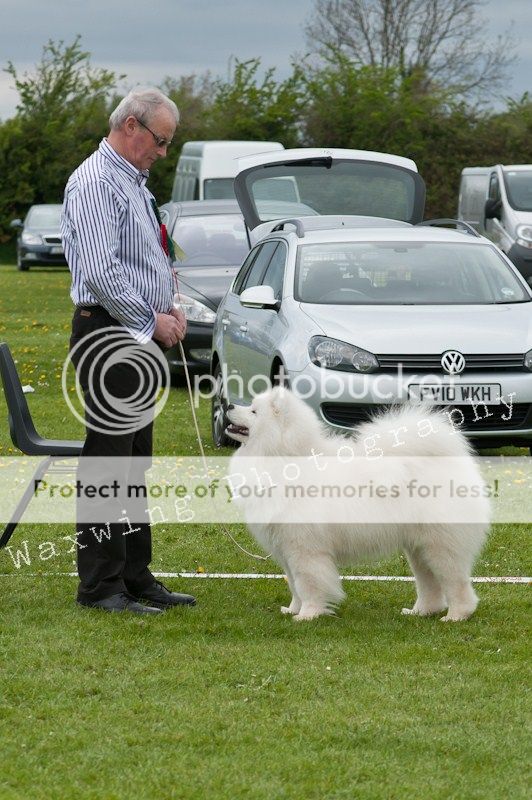 Fermoy CC dog show in Clonmel (LOTS of pics!) DSC_2208_wm_zps439f34e4