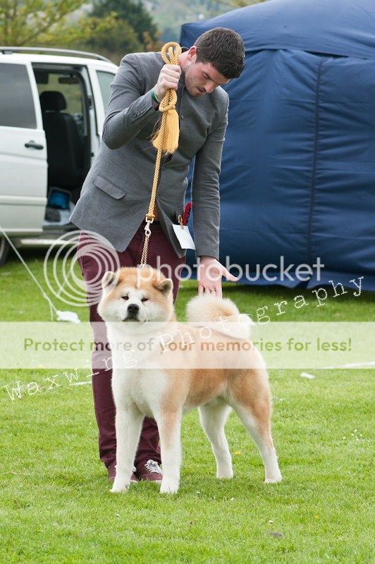 Fermoy CC dog show in Clonmel (LOTS of pics!) DSC_2210_wm_zps5fd78387