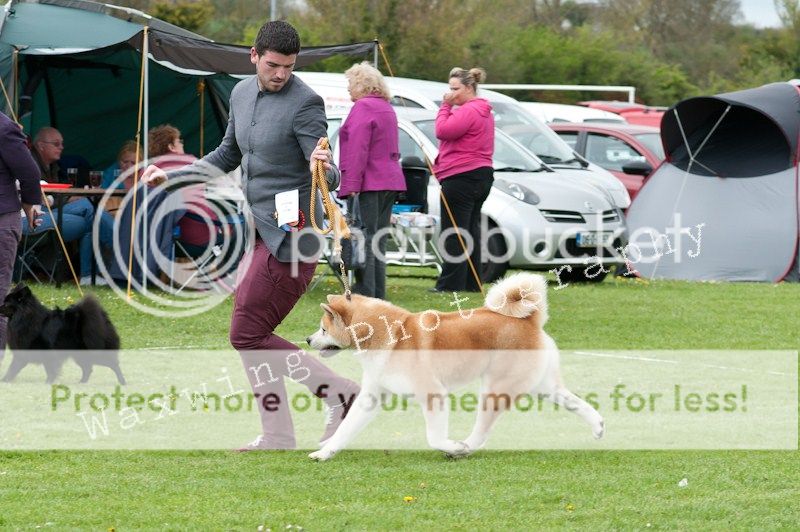 Fermoy CC dog show in Clonmel (LOTS of pics!) DSC_2216_wm_zps4577165b