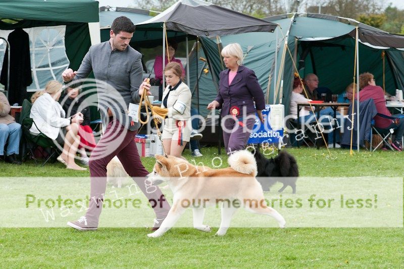 Fermoy CC dog show in Clonmel (LOTS of pics!) DSC_2218_wm_zps7f5f2a32