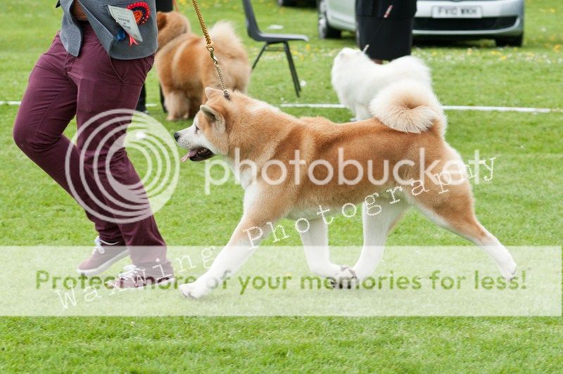 Fermoy CC dog show in Clonmel (LOTS of pics!) DSC_2225_wm_zpsc46c35db