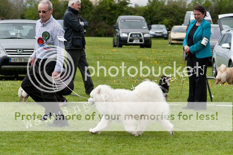 Fermoy CC dog show in Clonmel (LOTS of pics!) DSC_2231_wm_zpsba6eb559