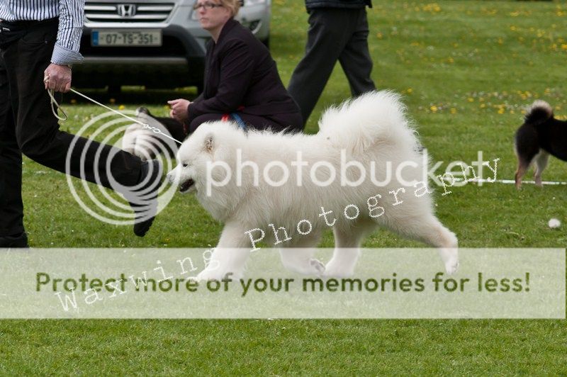 Fermoy CC dog show in Clonmel (LOTS of pics!) DSC_2232_wm_zps17102968