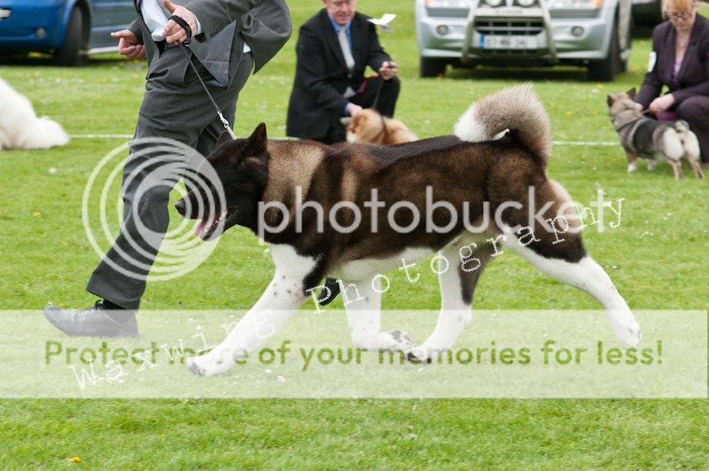 Fermoy CC dog show in Clonmel (LOTS of pics!) DSC_2244_wm_zpse7854c47
