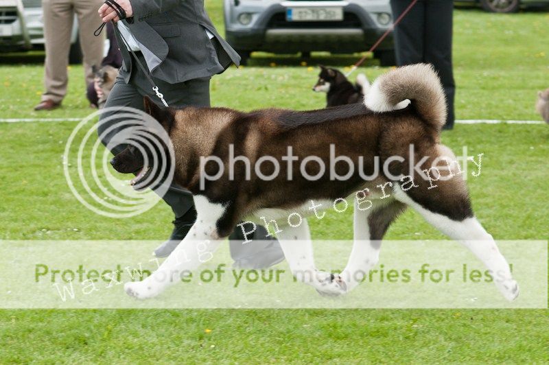Fermoy CC dog show in Clonmel (LOTS of pics!) DSC_2248_wm_zps154d2ddd