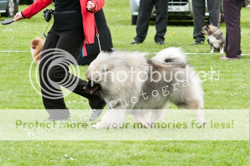 Fermoy CC dog show in Clonmel (LOTS of pics!) DSC_2251_wm_zpsdc3623fc