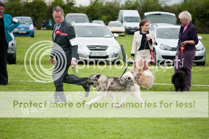 Fermoy CC dog show in Clonmel (LOTS of pics!) DSC_2254_wm_zps1ecf0ae9