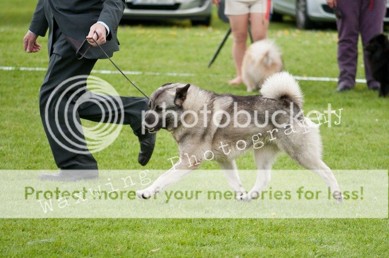 Fermoy CC dog show in Clonmel (LOTS of pics!) DSC_2257_wm_zps96b9583d