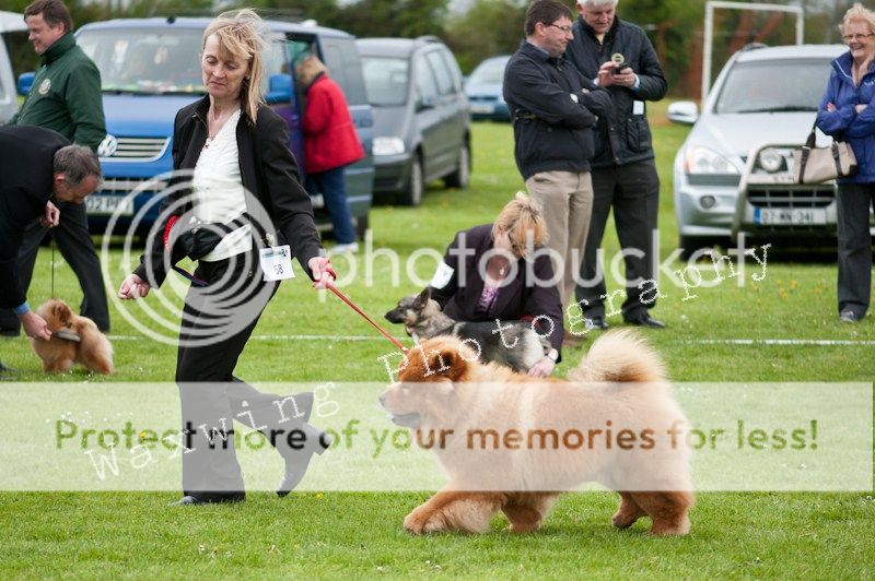 Fermoy CC dog show in Clonmel (LOTS of pics!) DSC_2262_wm_zps2bf0606e