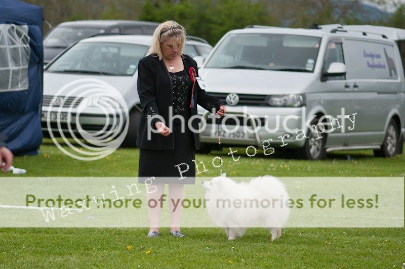 Fermoy CC dog show in Clonmel (LOTS of pics!) DSC_2264_wm_zps5c400d3c