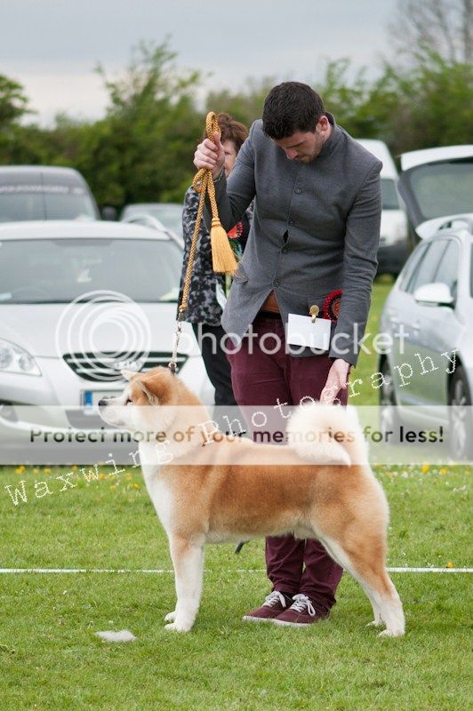 Fermoy CC dog show in Clonmel (LOTS of pics!) DSC_2268_wm_zpsbfd4cde1