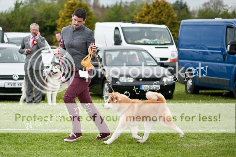 Fermoy CC dog show in Clonmel (LOTS of pics!) DSC_2276_wm_zps459d3703