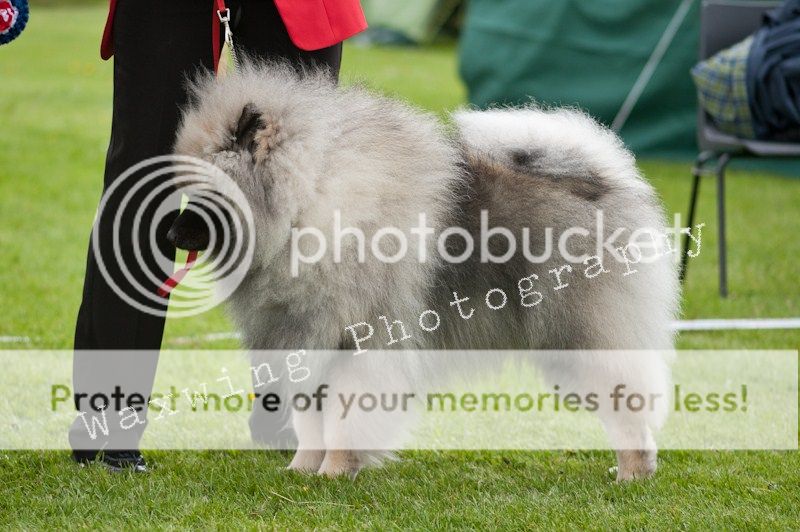 Fermoy CC dog show in Clonmel (LOTS of pics!) DSC_2286_wm_zps1052d845