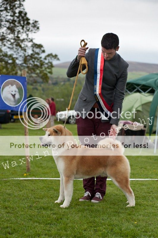 Fermoy CC dog show in Clonmel (LOTS of pics!) DSC_2292_wm_zps710ef2b1