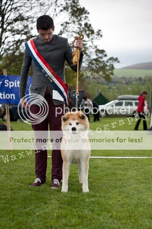 Fermoy CC dog show in Clonmel (LOTS of pics!) DSC_2300_wm_zps2f7bfe5e