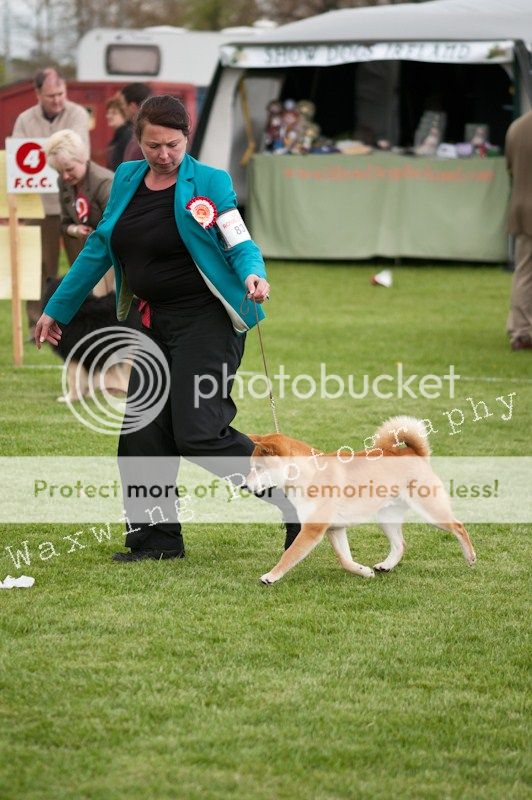 Fermoy CC dog show in Clonmel (LOTS of pics!) DSC_2307_wm_zpsd9c41ec2