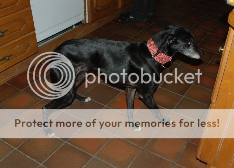 Freda - a foster lurcher looking for the right home... DSC_0036