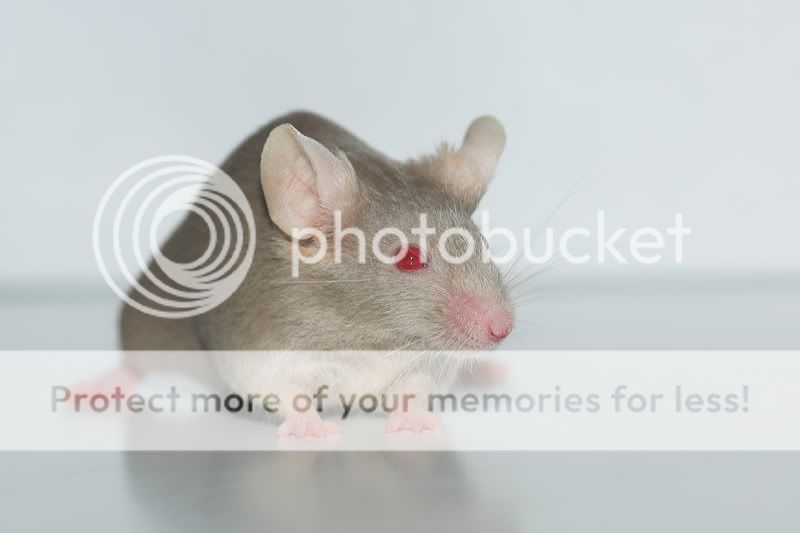 Our mice! :) DSC_5490-01