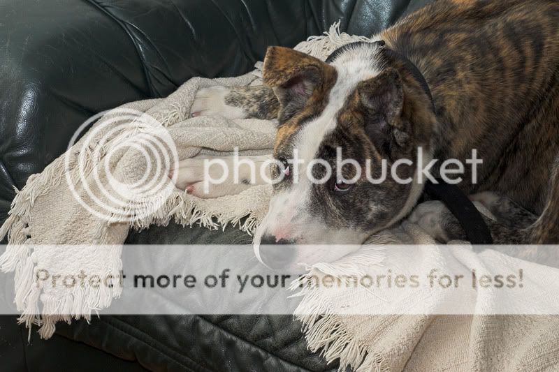 Lola - 6 month old foster puppy, Akita x Staffordshire Bull Terrier *newpics* DSC_9551-01