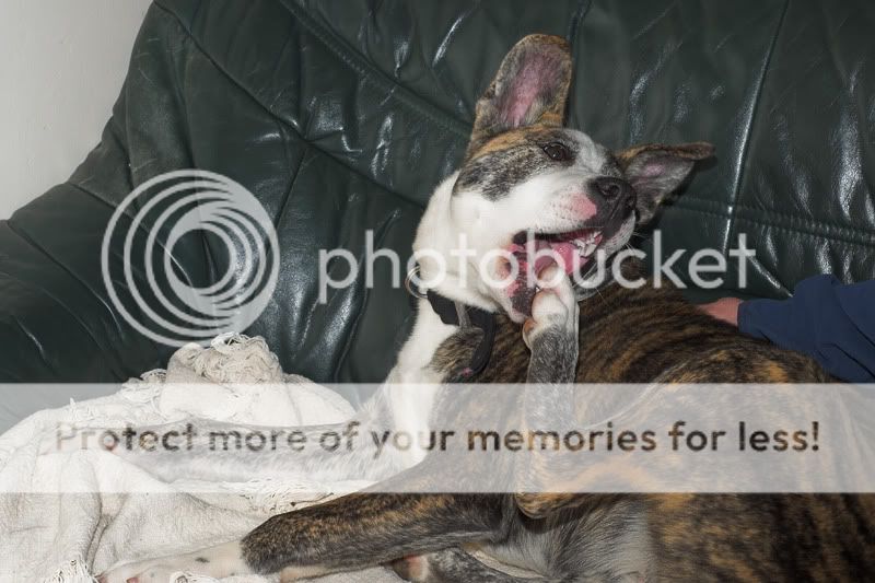 Lola - 6 month old foster puppy, Akita x Staffordshire Bull Terrier *newpics* DSC_9559-01